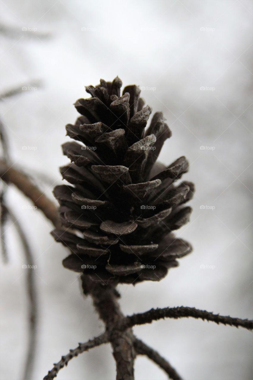 lone pinecone .