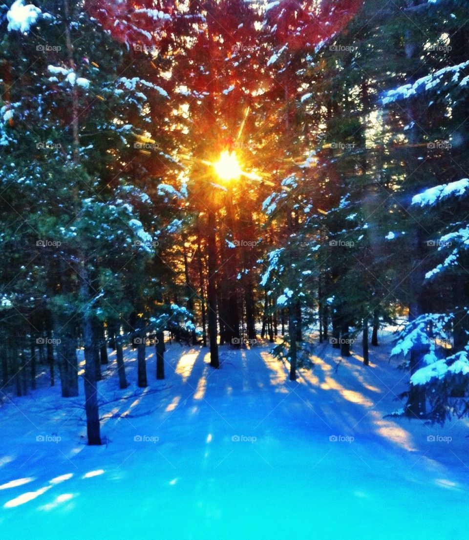 Happy forest. First rays in the forest