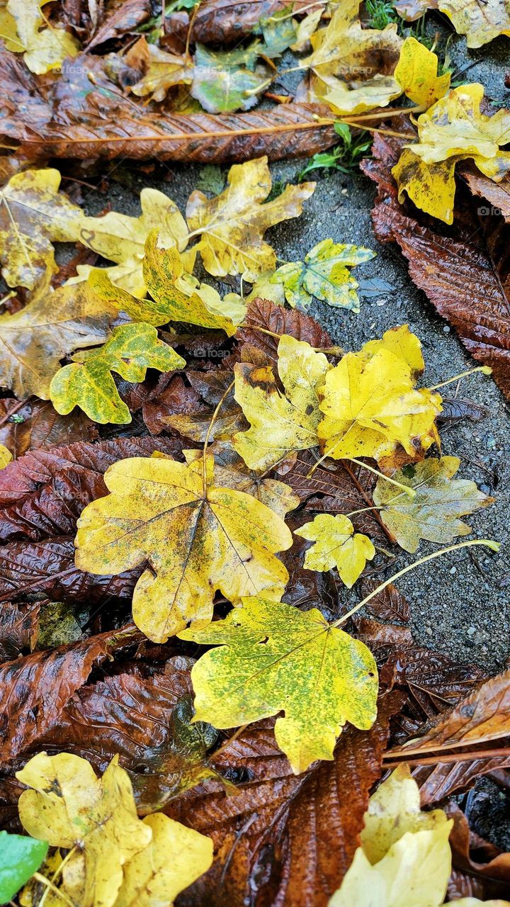 Golden autumn leaves