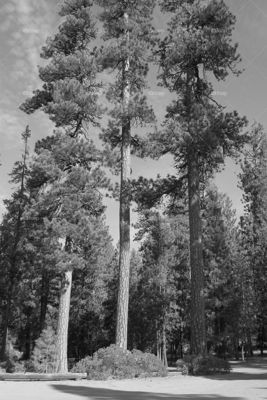 A trio of ponderosa pines tower above the ground in the Cascade Mountains of Oregon. 