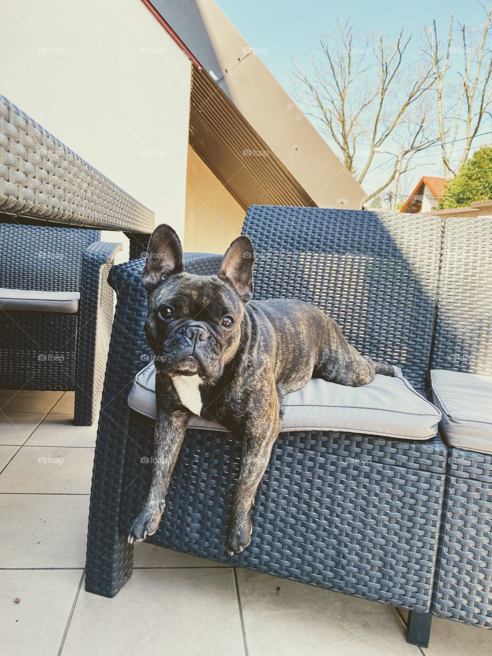 French Bulldog laying on the couch 