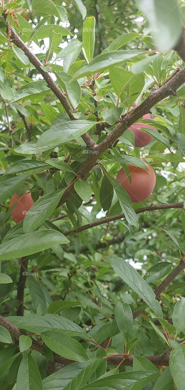 plum tree
