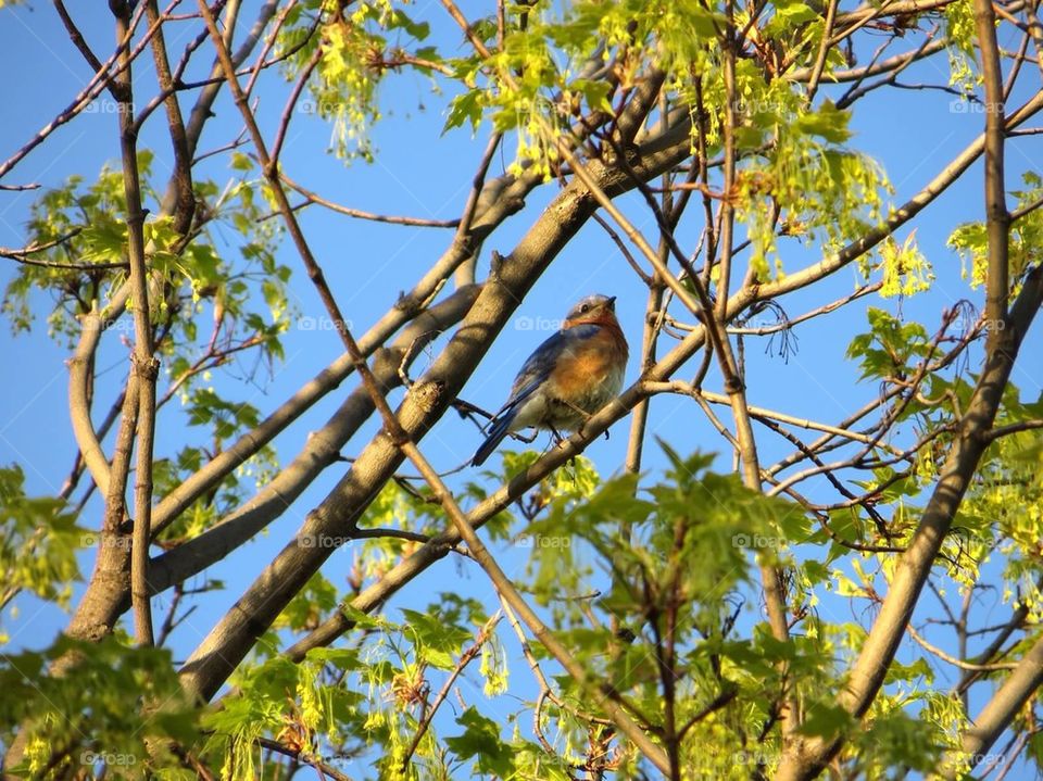 Blue bird in the tree