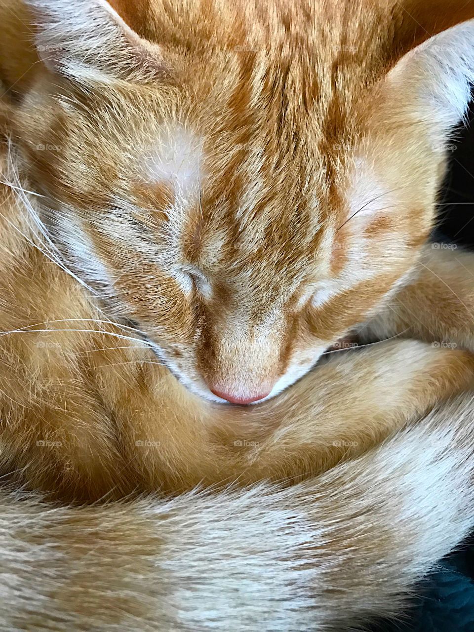 Sleeping orange tabby cat