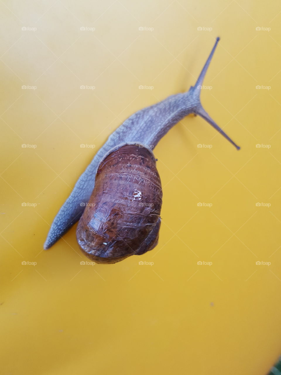 slug