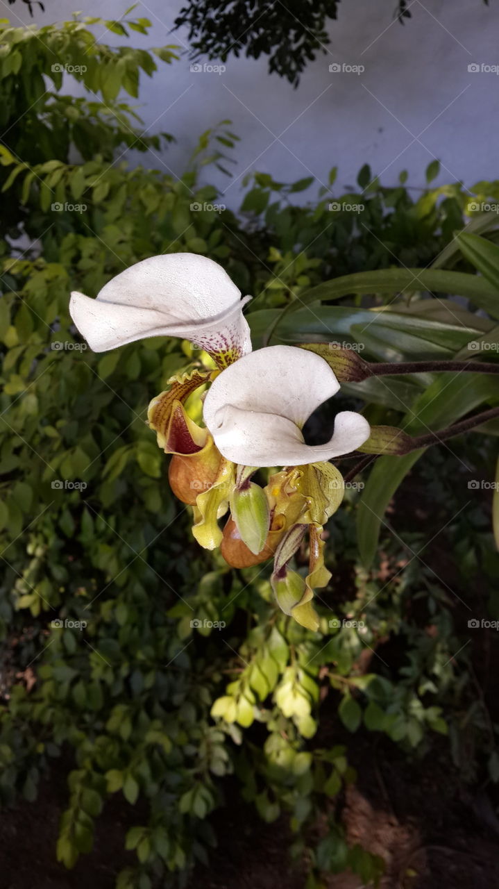 orchideas