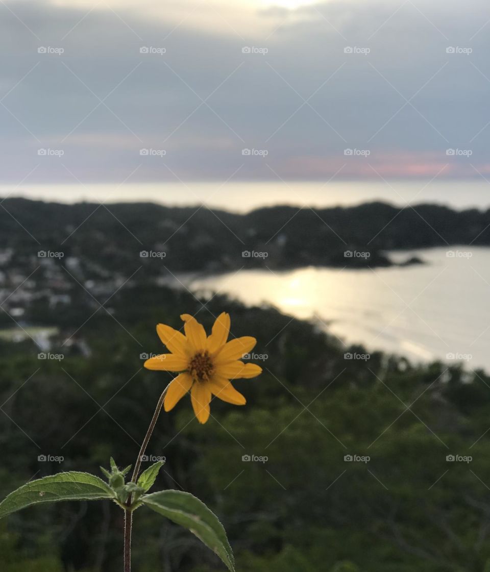 Pequeña flor amarilla