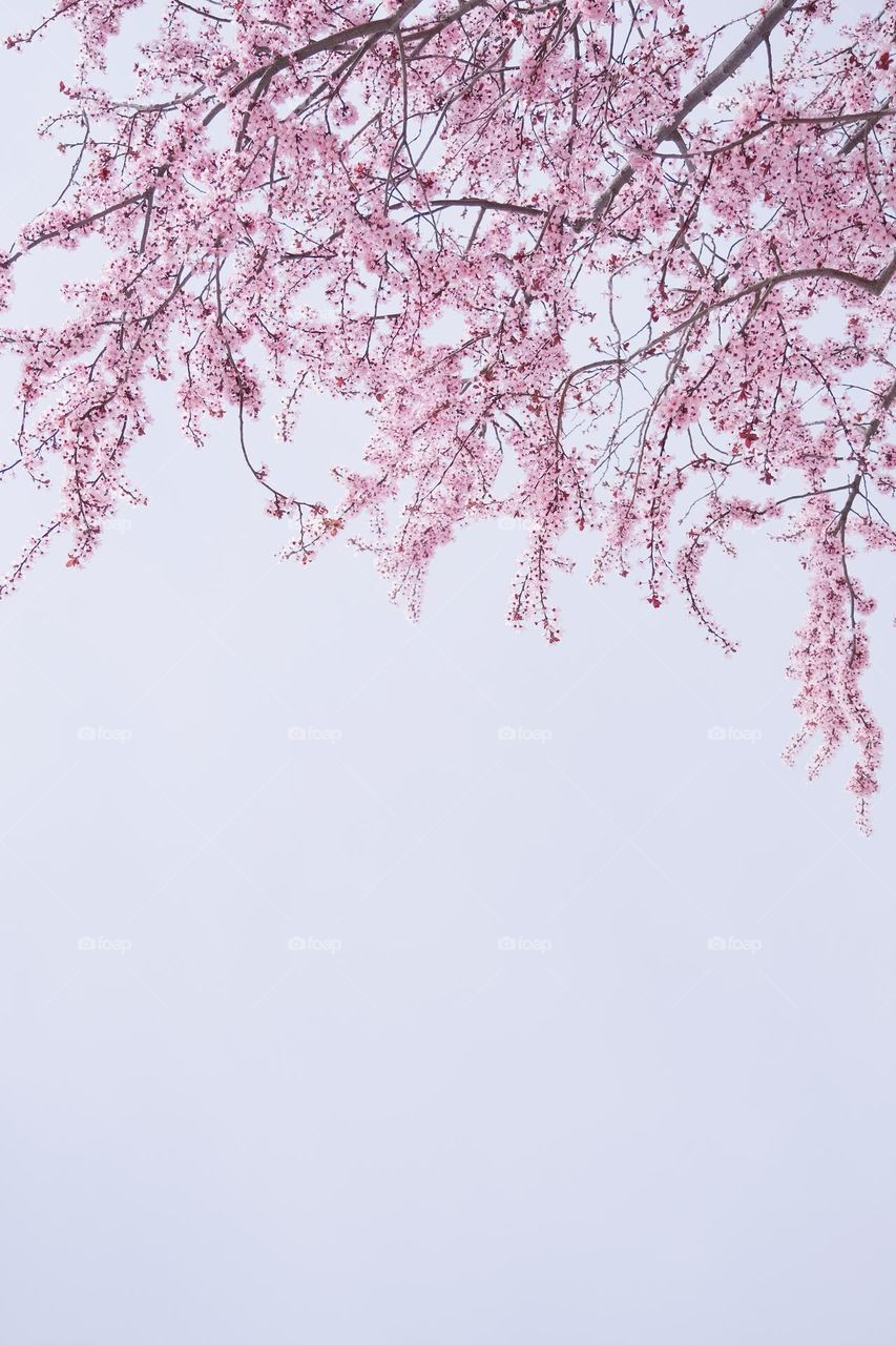 beautiful spring moment