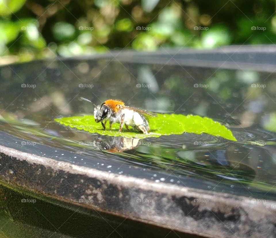 bee Biene wasser surfen blatt Frühling