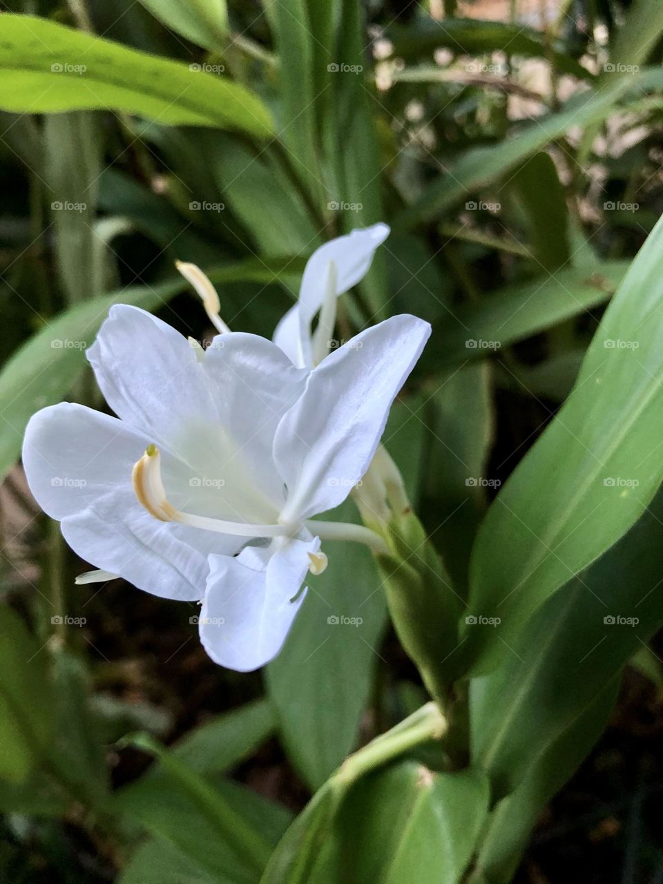 Pristine white flower