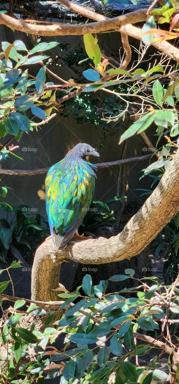 Beautiful Nicobar pigeon enjoying the sunlight.