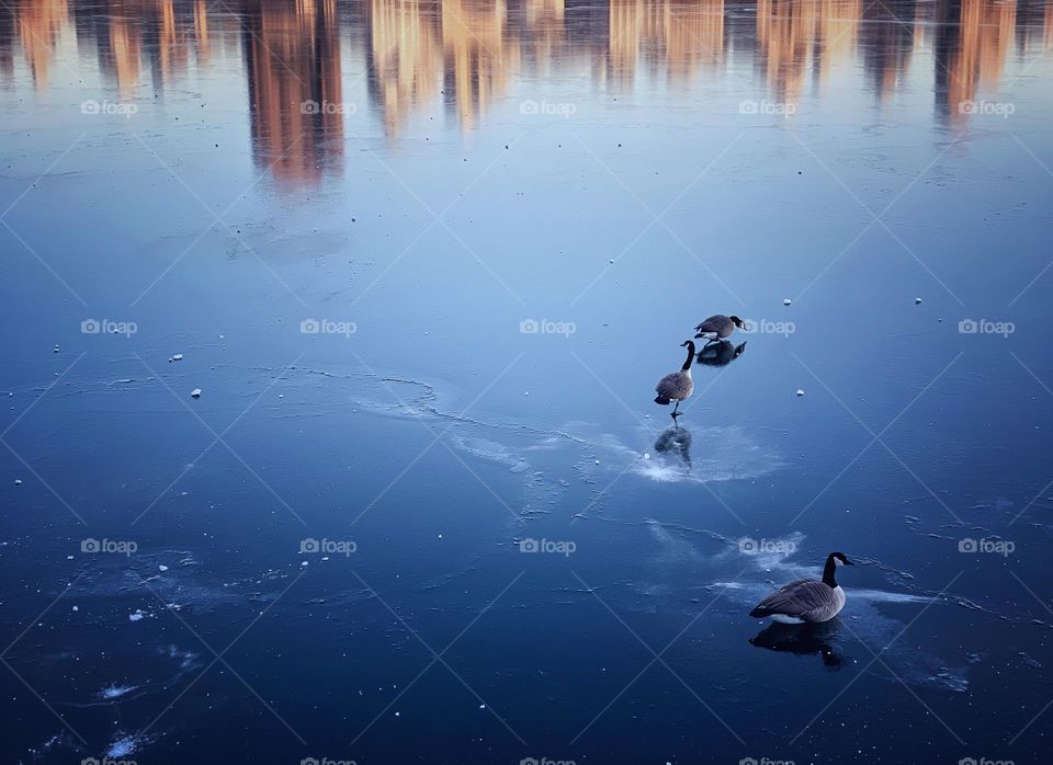 Three ducks and the building reflections
