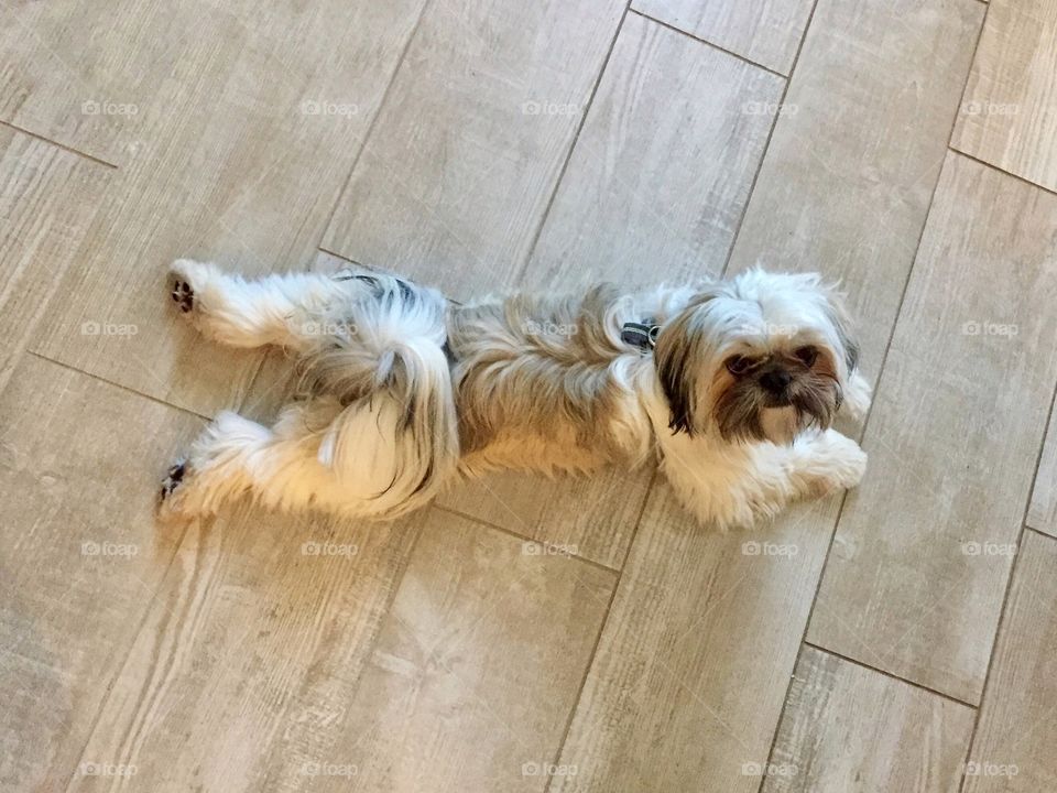 Shih Tzu small dog is laying on the wooden floor