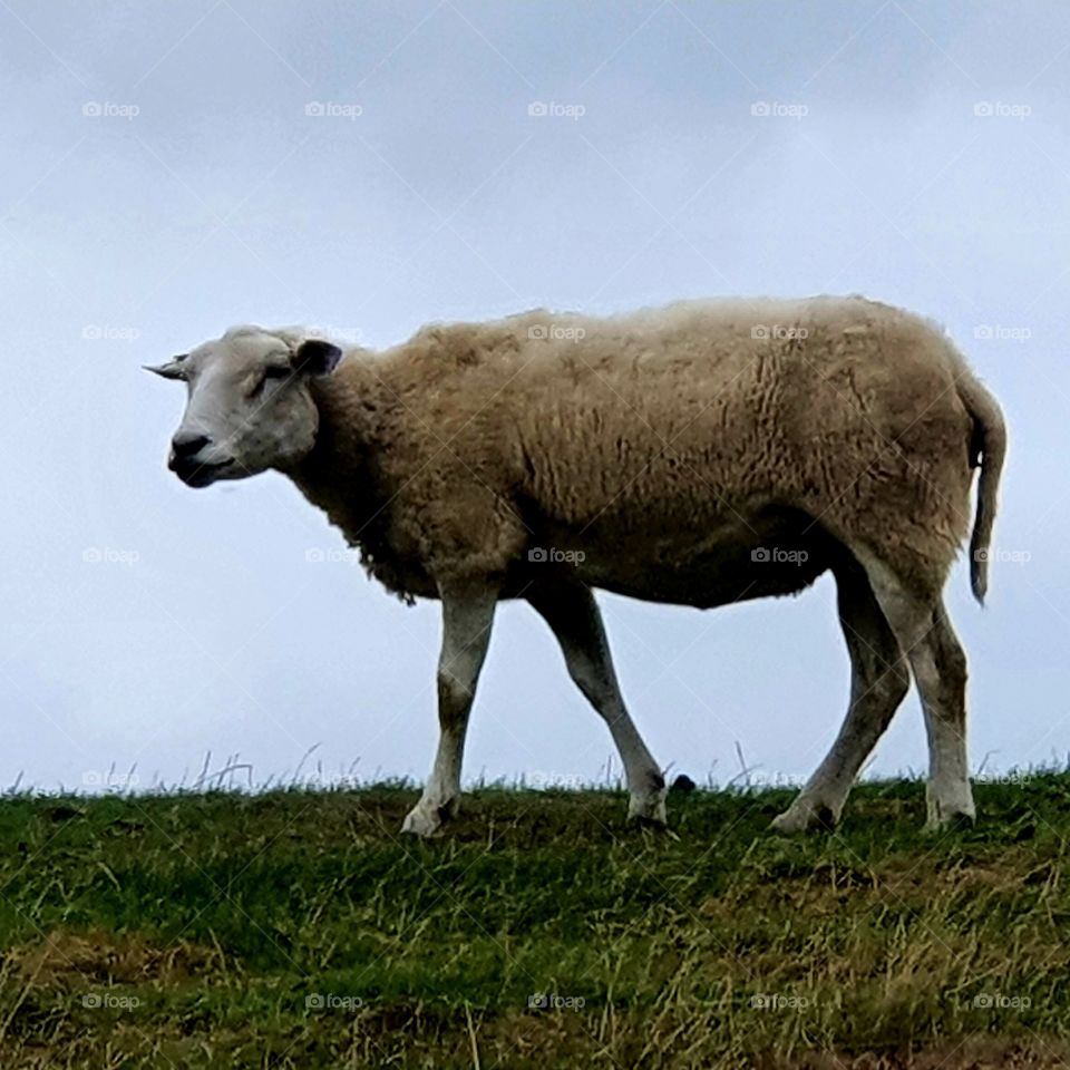 Sheep outside in the meadow on a dike.