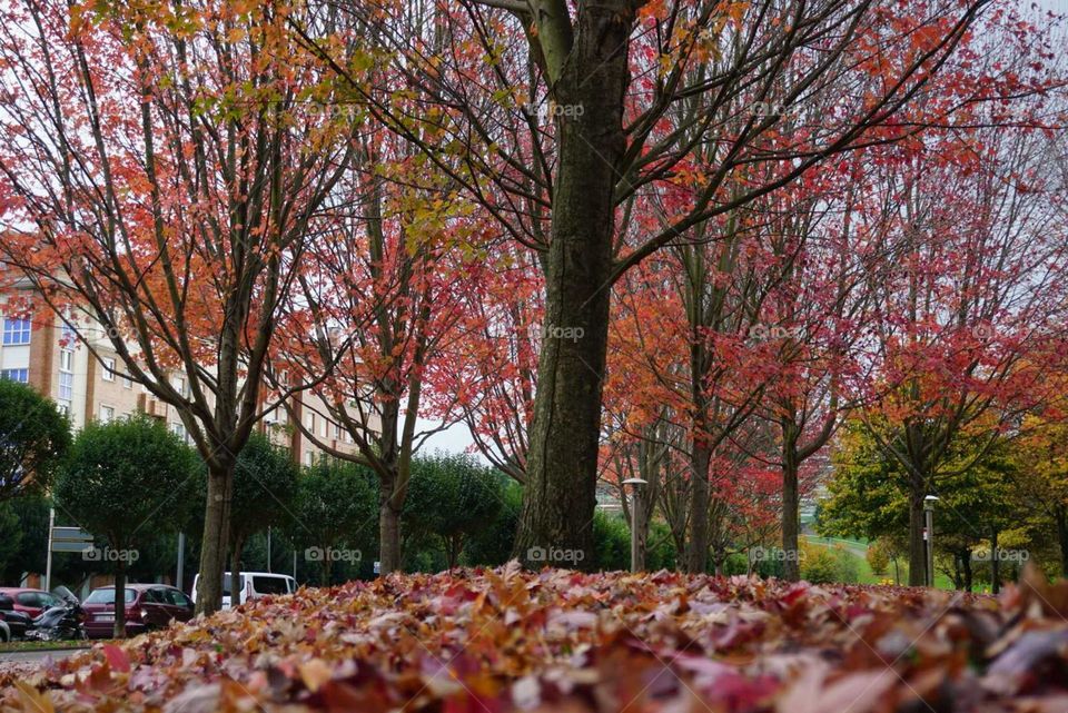 Trees#season#autumn#leaves#colors