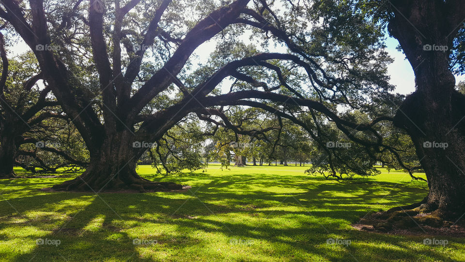 300 year old oak trees