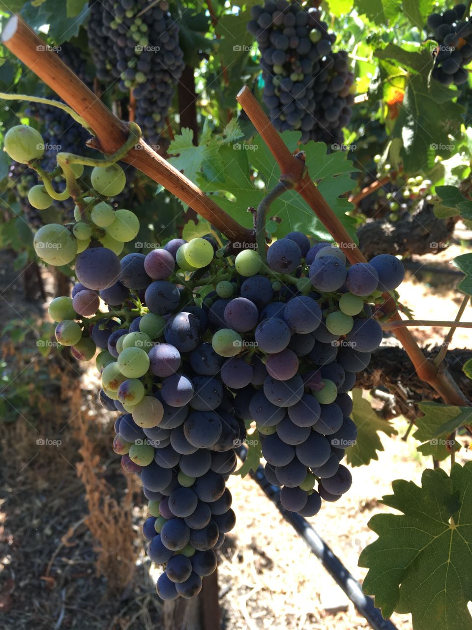 Green and purple grapes