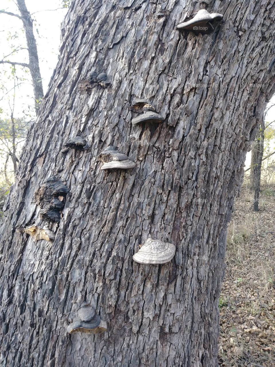 Tree with mushrooms