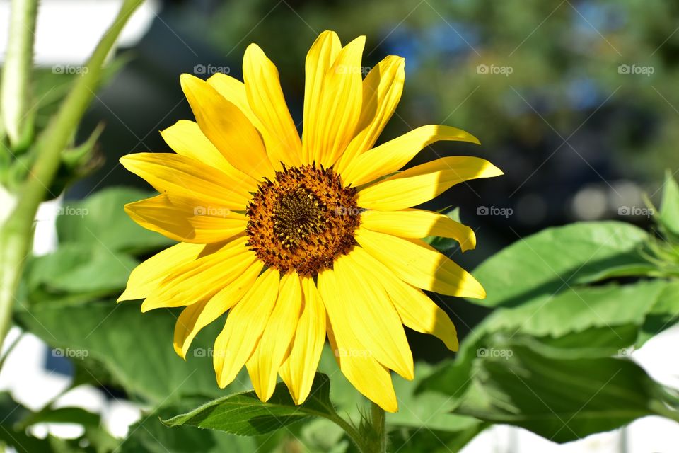 Happy sunflower 