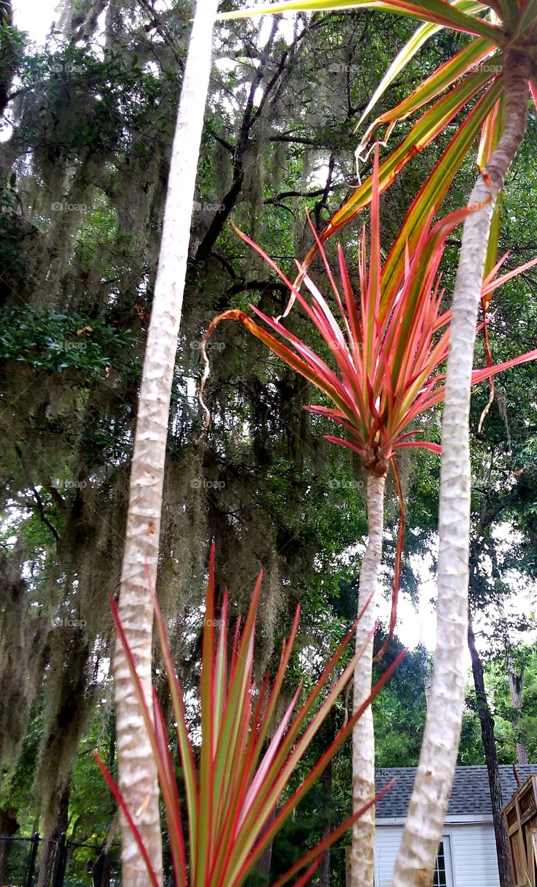 vibrant colors for this palm