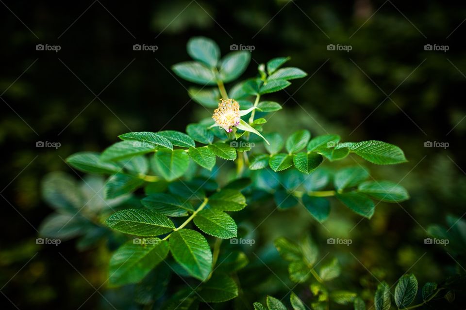 Leaf, Nature, Flora, Garden, Closeup