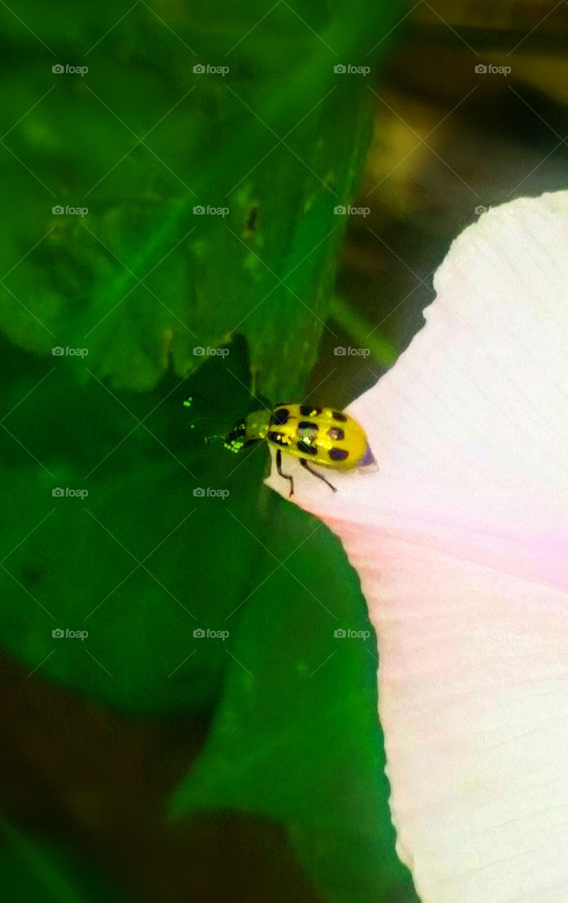 man bug. Not a ladybug