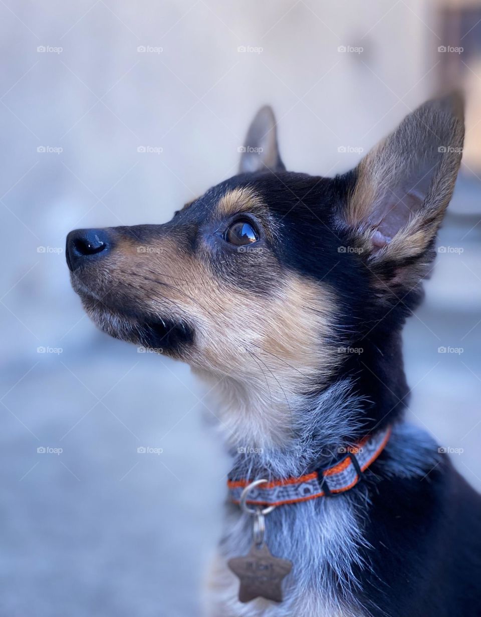 Portrait of a cute puppy wearing a collar