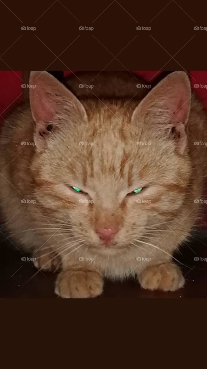 What a dangerous view 🐈