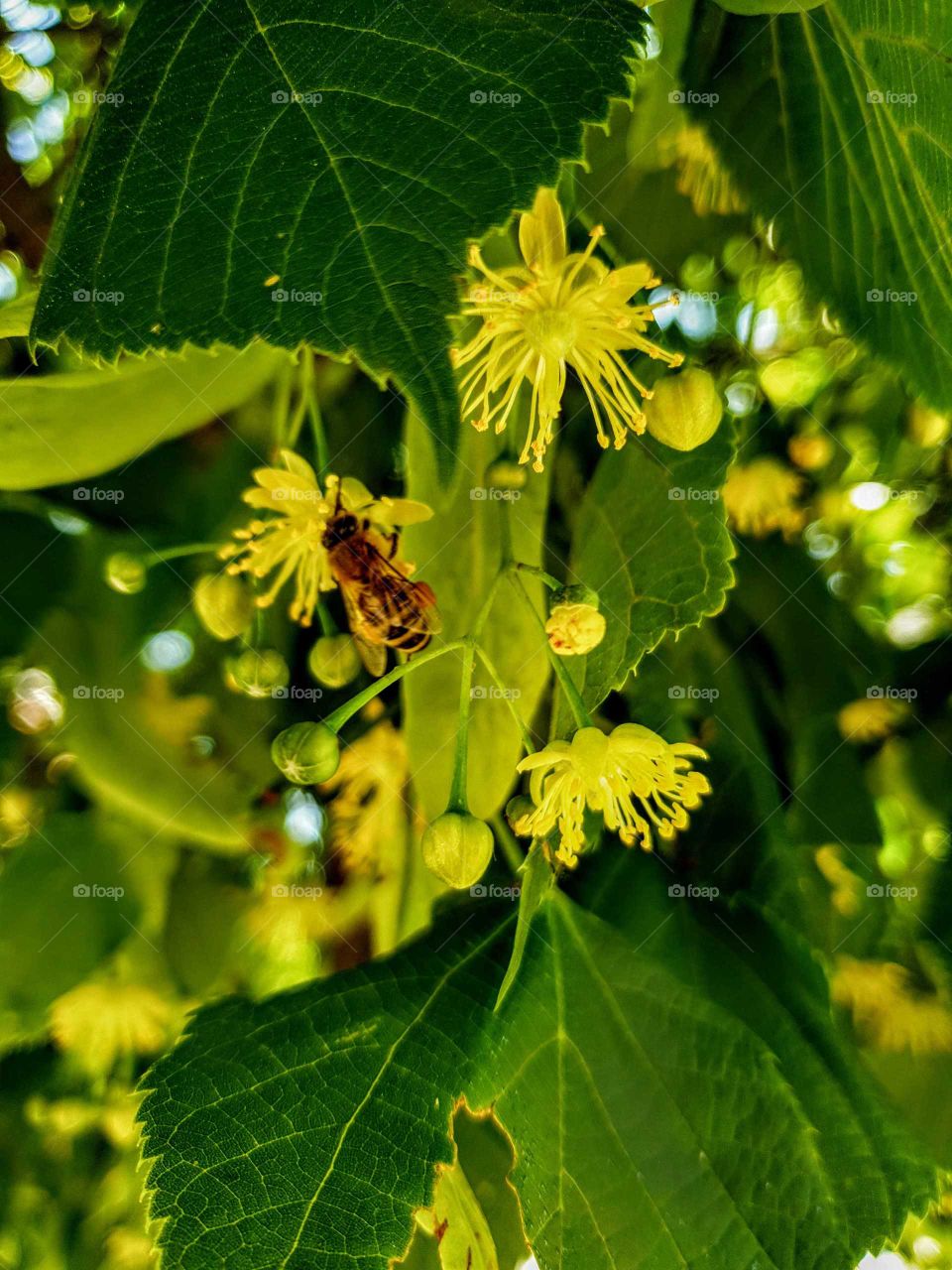 Lime tree blossom
