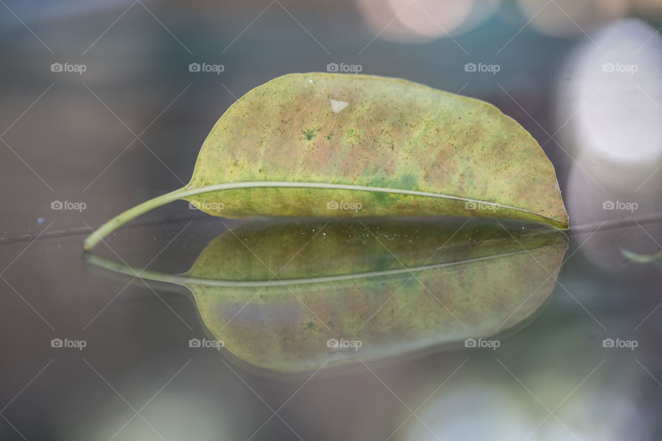 Closed up leaf