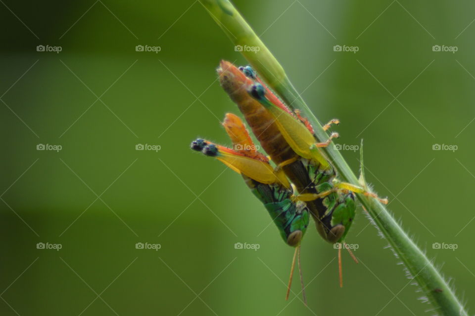 grasshopper