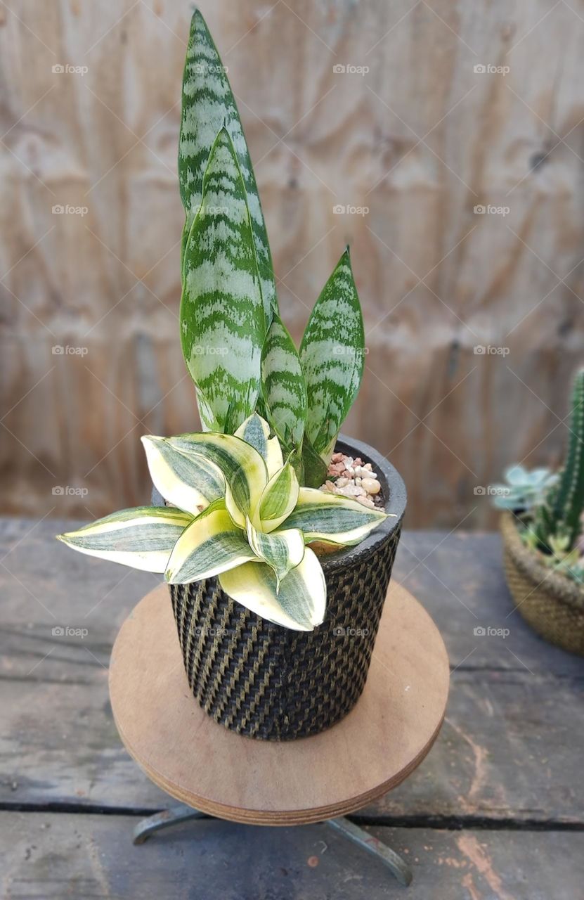 snakeplant arrangment