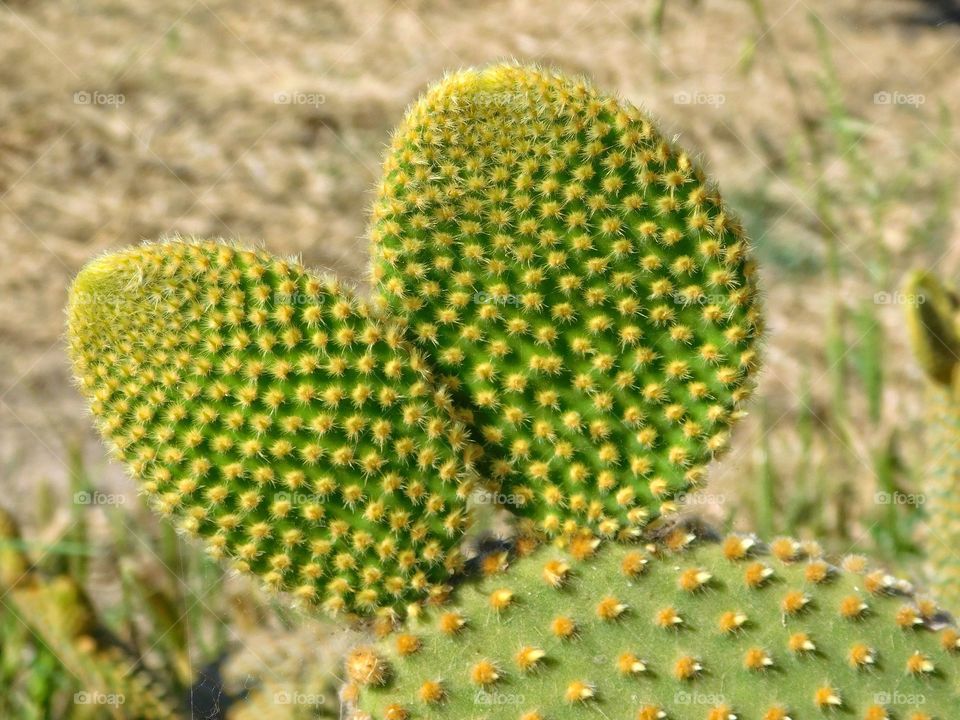 thorny plant