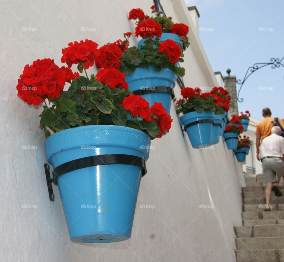 Mijas' flowers