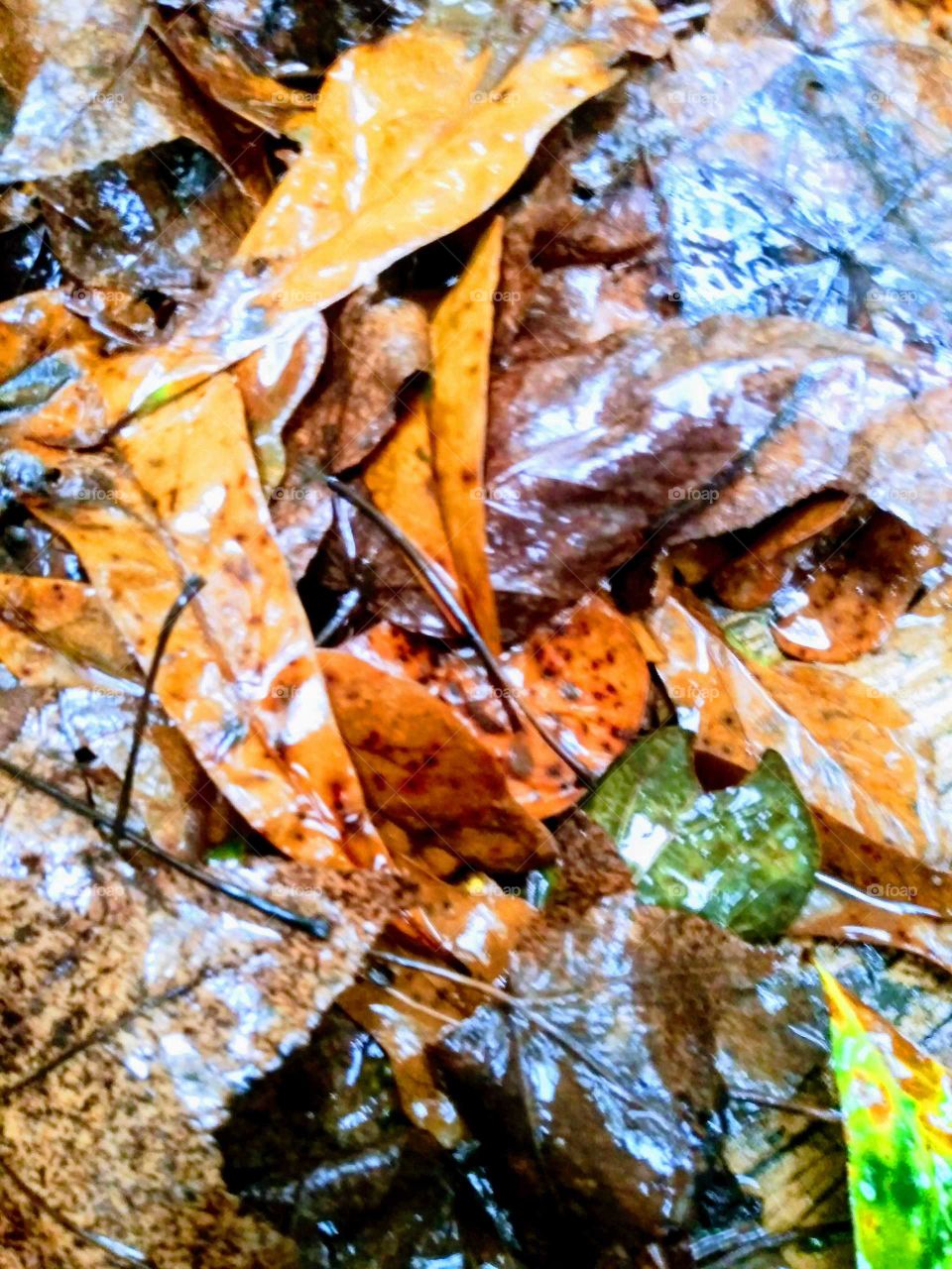 Stylized filter rain soaked fall leaves
