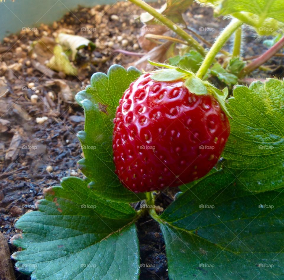 A strawberry found in my garden