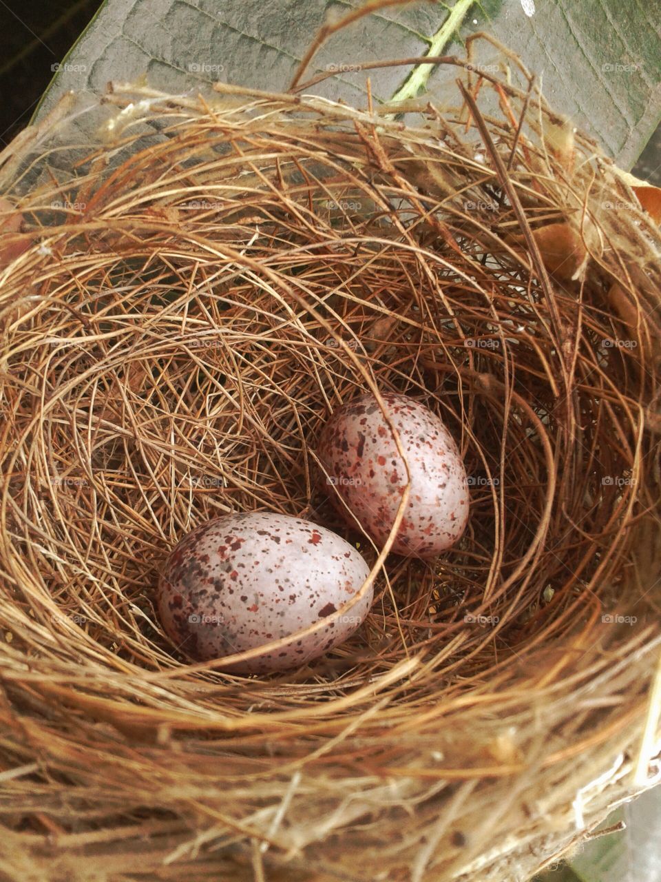 egg bird. egg bird in nest