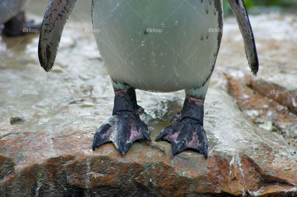 feet drop penguin detail by shotmaker
