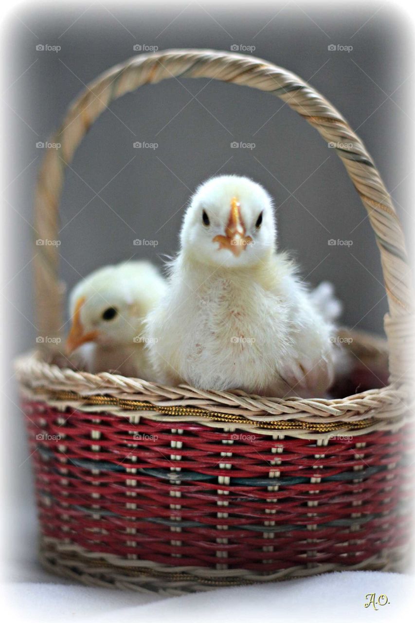 Chicks in a basket