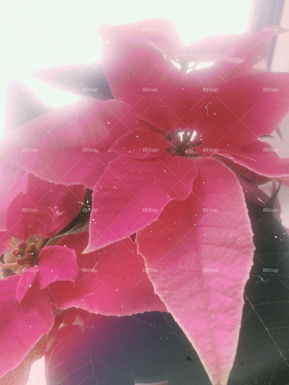 Weihnachtsstern | rosa | Pflanze | Neujahr | Weihnachten | pink | grün | Sweet Home |