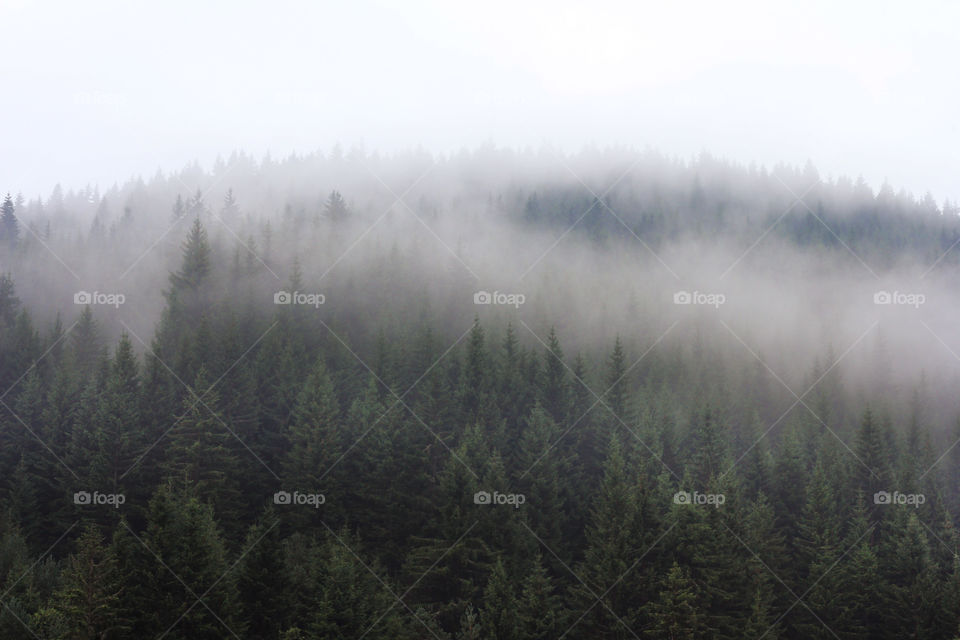 Fog in the mountain, conifer trees top