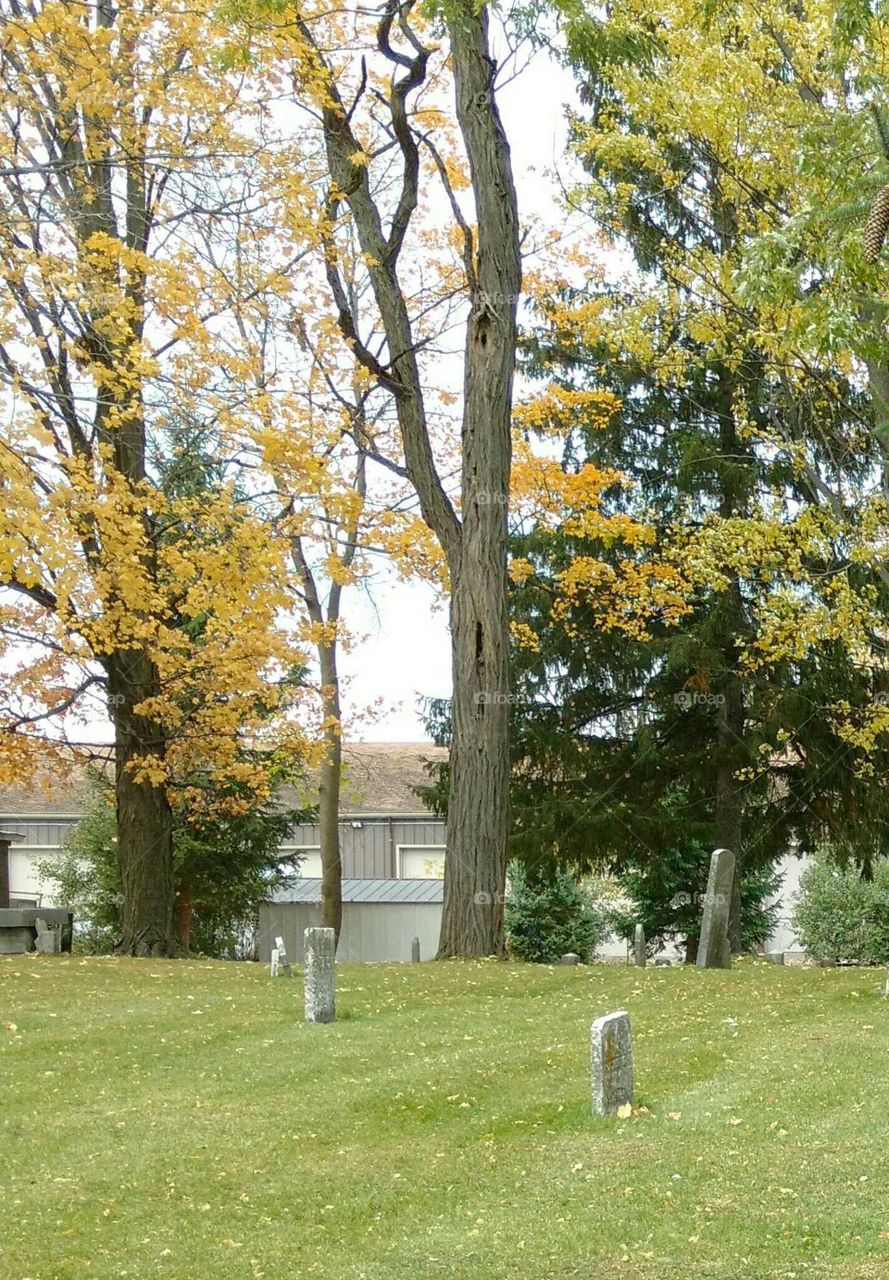 cemetery and trees