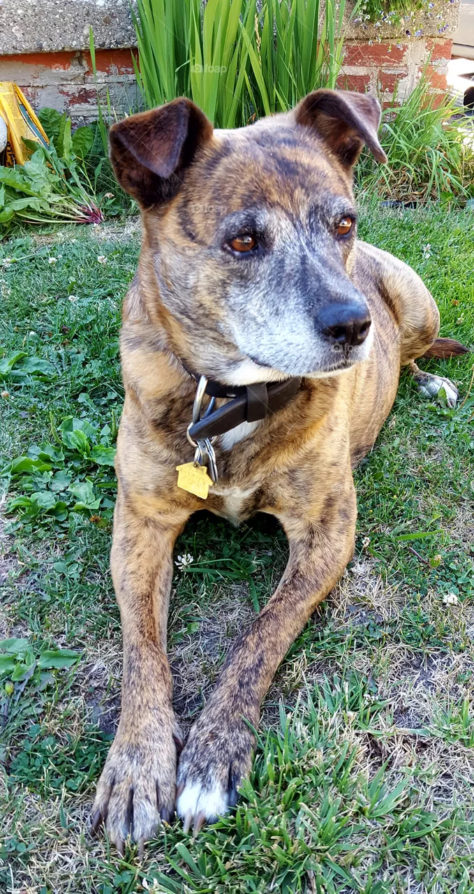 Lily