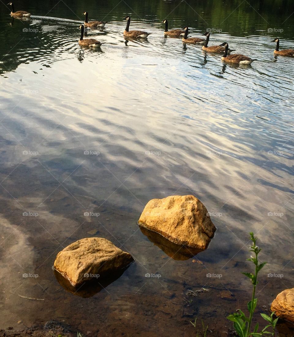 Family geese swimming, rocks 