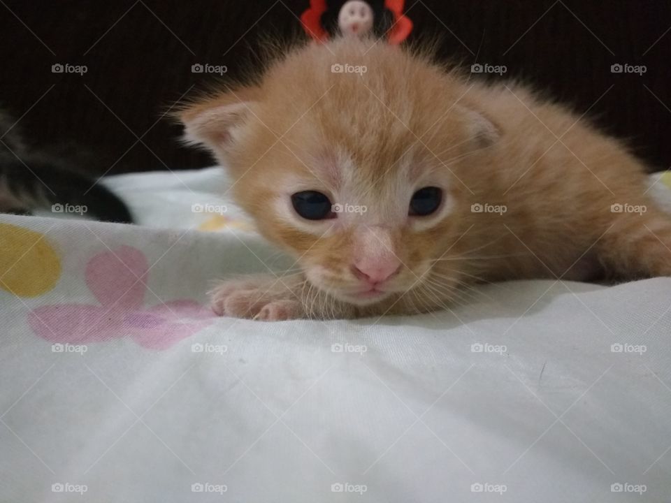 kitten