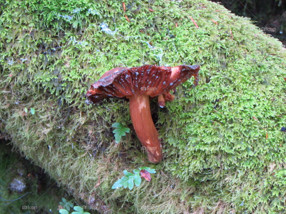 spotted fungus growing on a moss covered tree alongside a stream