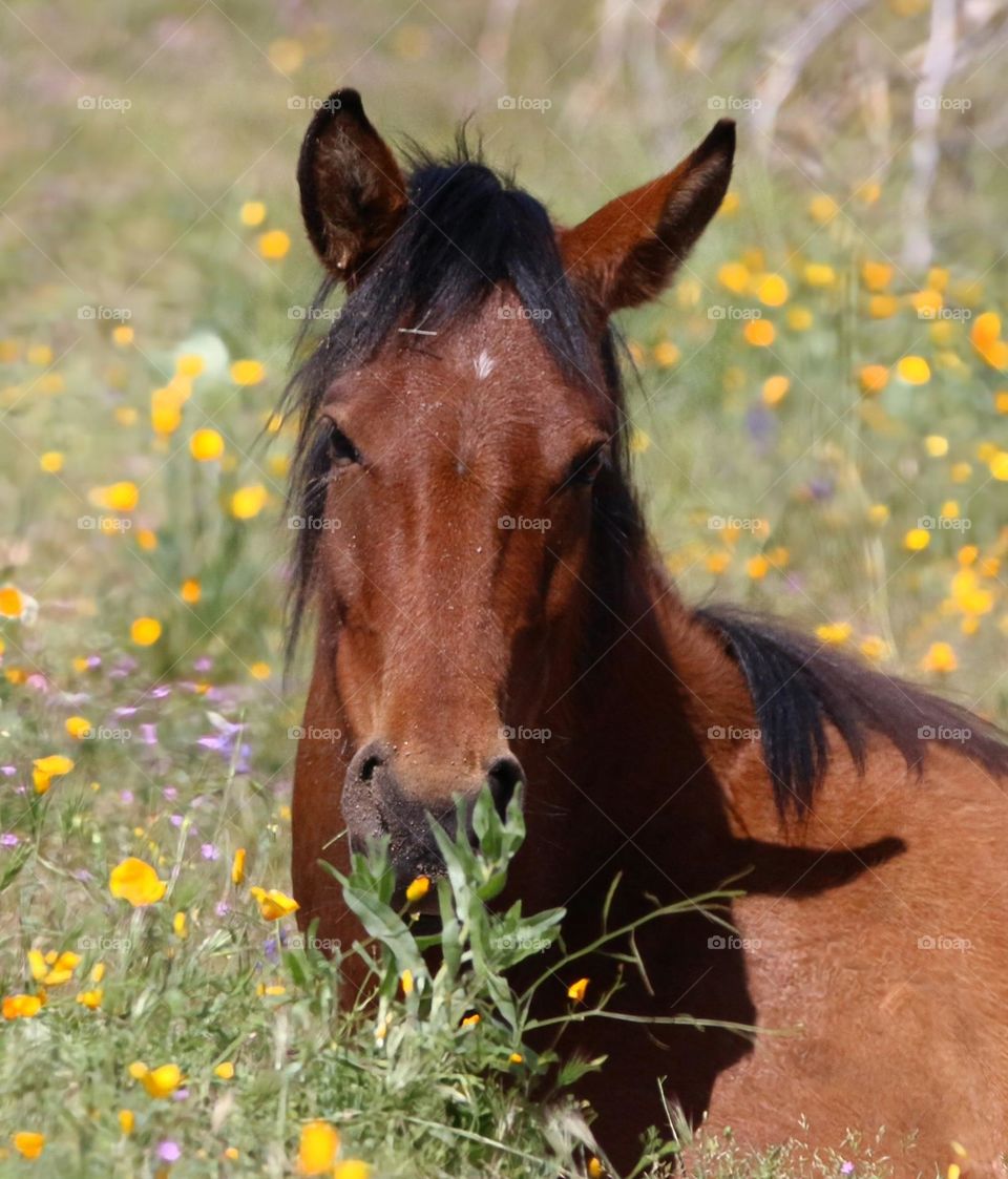 Wild Horse Resting Amidst Flowers