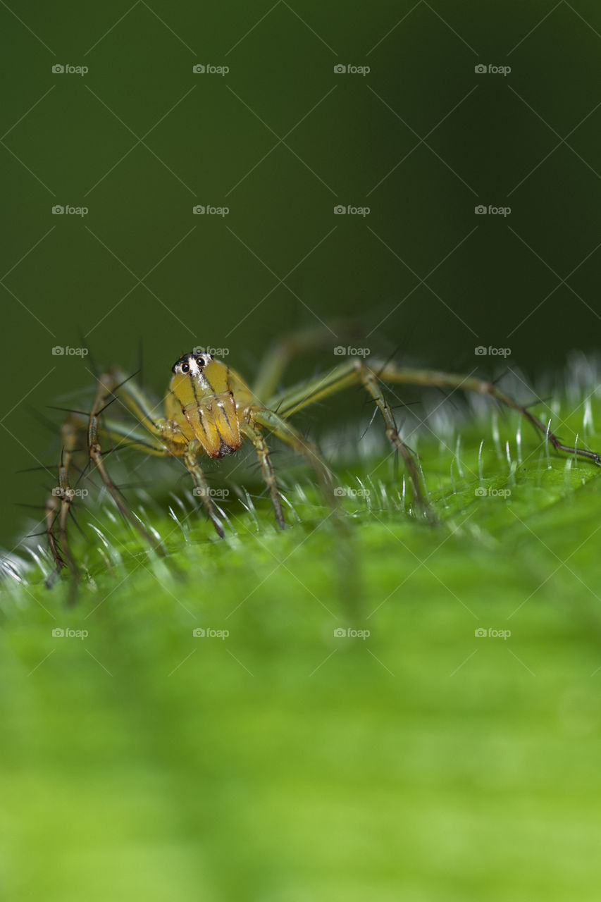 macro closeup on lynx spider