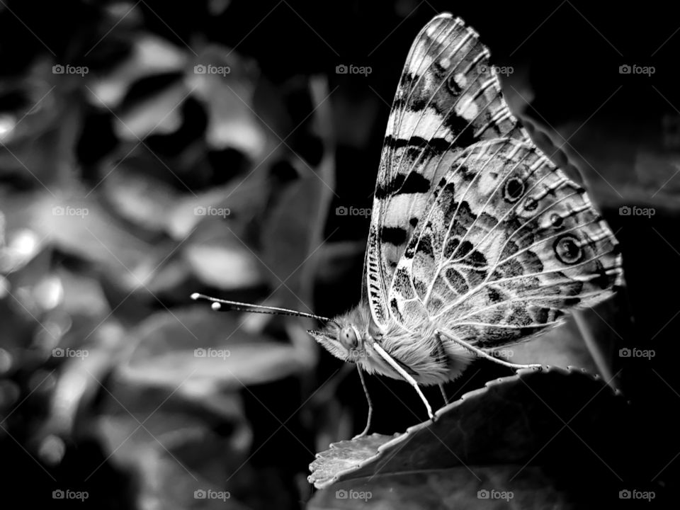 a beautiful butterfly proudly resting on a leaf it looks like its daring someone to bug her