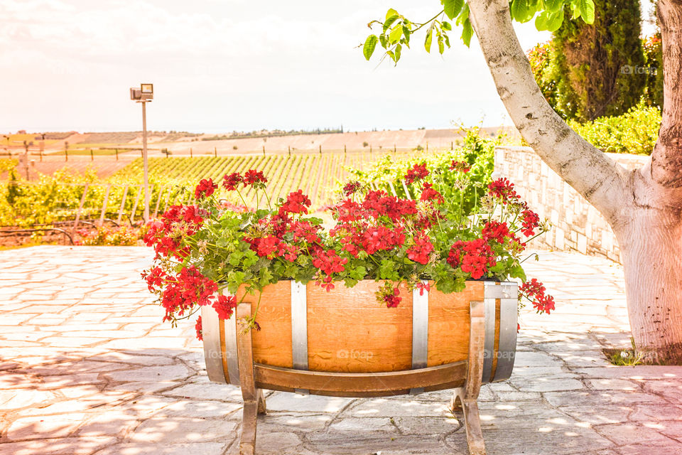 Wooden Barrel Flower Pot With Red Bright Geraniums